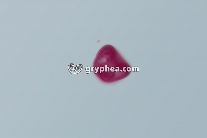 Oursin - embryologie - gastrula jeune x100 - gryphea.com